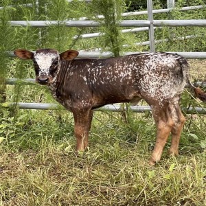 Buy Longhorn Cattle for Sale Online