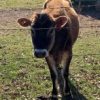 Buy Jersey Cow For Sale