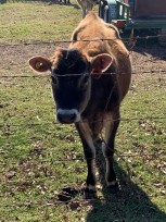 Buy Jersey Cow For Sale