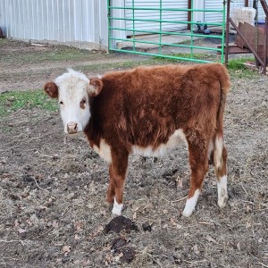 Buy Mini Hereford Cattle For Sale