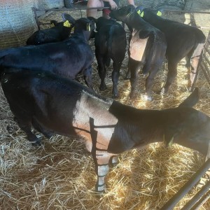 Buy Angus Heifer Calves For Sale