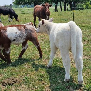 Buy Miniature Shorthorn Cattle Calves For Sale Online