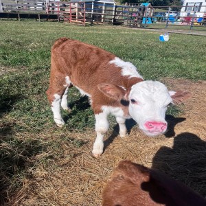 Buy Hereford Cattle Calves For sale online