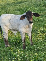 Buy Gyr Cattle Calves For Sale