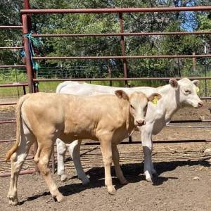 Buy Charolais Heifer Calves For Sale