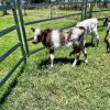 mini hereford heifer